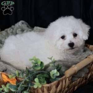 Albert (Tiny), Bichon Frise Puppy