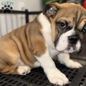 Brownie, English Bulldog Puppy