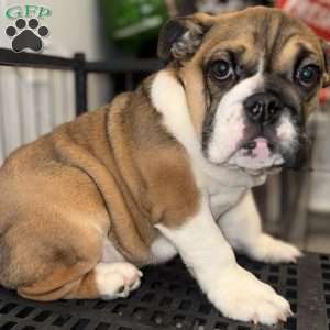 Brownie, English Bulldog Puppy