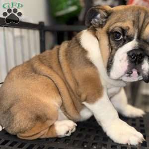 Brownie, English Bulldog Puppy