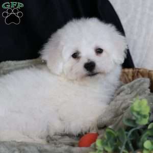 Albert (Tiny), Bichon Frise Puppy