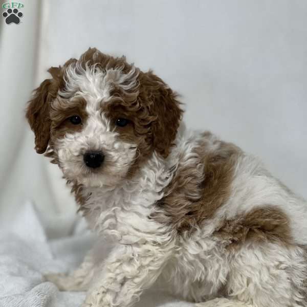 Gabe, Mini Golden Mountain Doodle Puppy