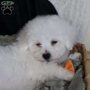 Albert (Tiny), Bichon Frise Puppy