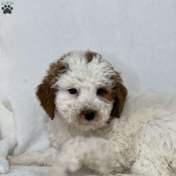 Garrett, Mini Golden Mountain Doodle Puppy