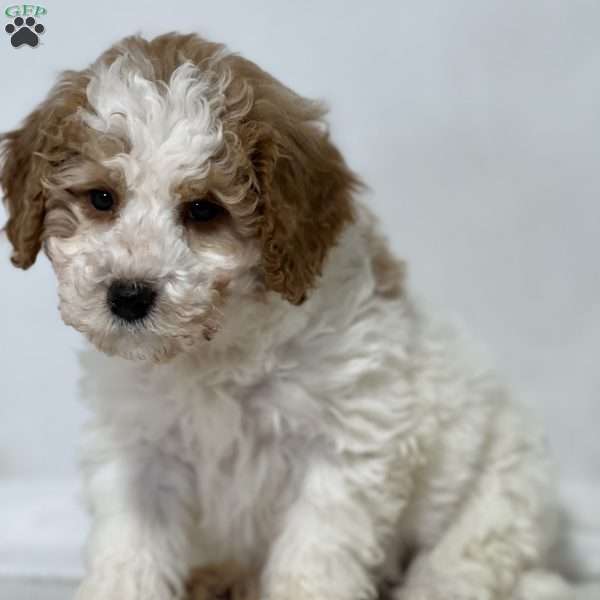 Gus, Mini Golden Mountain Doodle Puppy