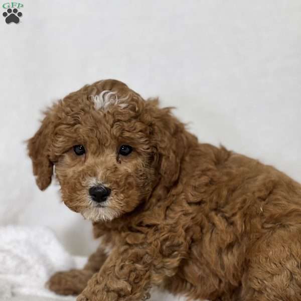 Gump, Mini Golden Mountain Doodle Puppy