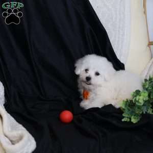 Albert (Tiny), Bichon Frise Puppy