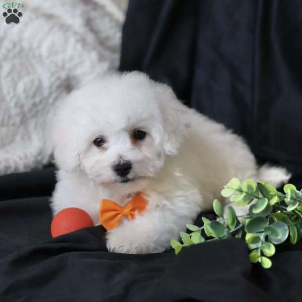 Albert (Tiny), Bichon Frise Puppy