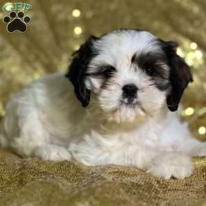 Harlow, Cava-Tzu Puppy