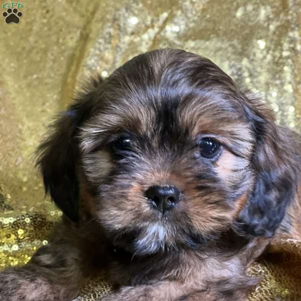 Hansen, Cava-Tzu Puppy