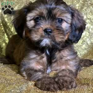 Hansen, Cava-Tzu Puppy