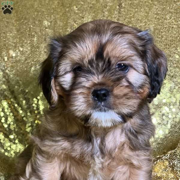 Henry, Cava-Tzu Puppy