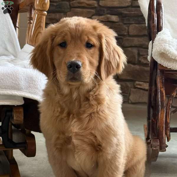 Loki, Golden Retriever Puppy