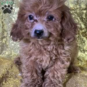 Tober, Cavapoo Puppy