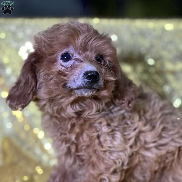 Tober, Cavapoo Puppy