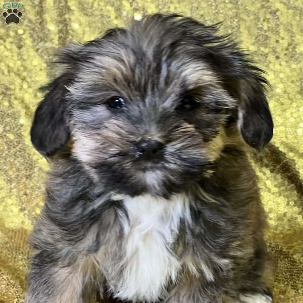 Fluffy, Shorkie Puppy