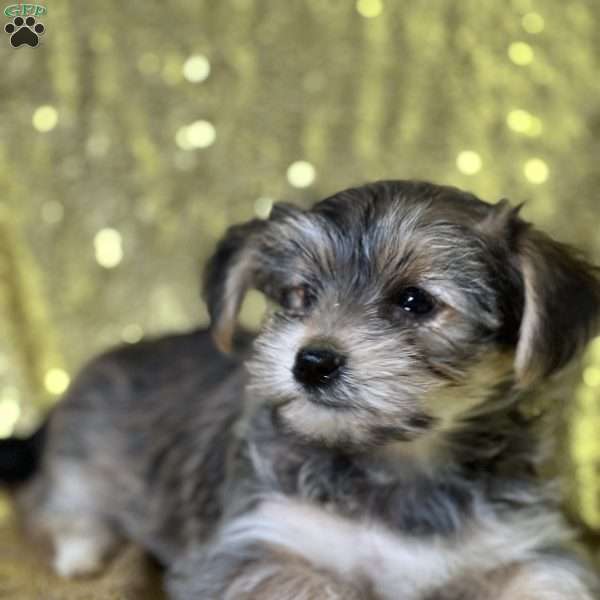 Farrah, Shorkie Puppy