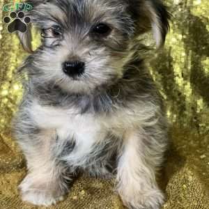 Farrah, Shorkie Puppy