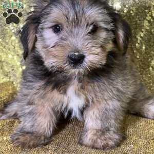 Finley, Shorkie Puppy