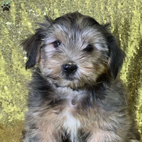 Finley, Shorkie Puppy