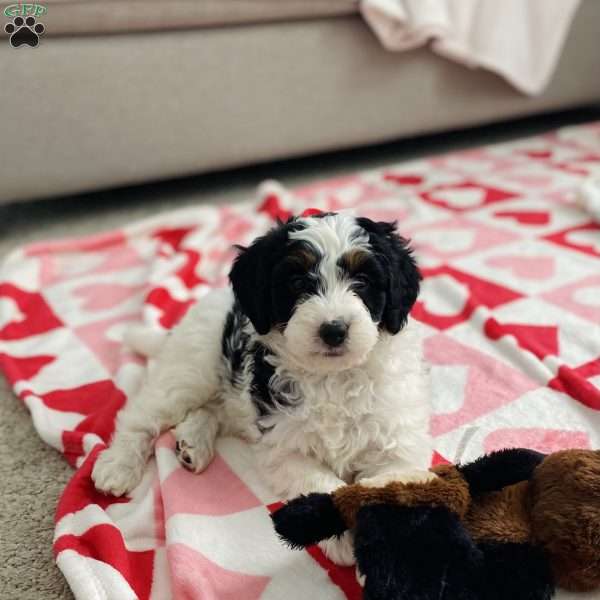 Ava, Bernedoodle Puppy