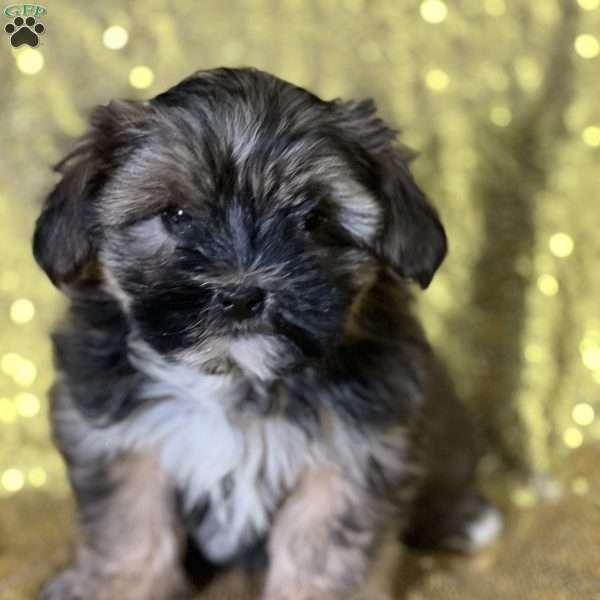 Frisco, Shorkie Puppy