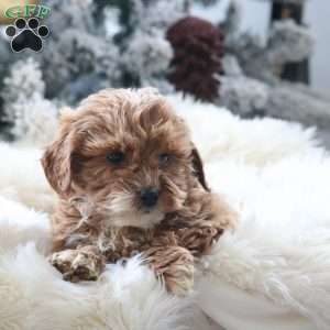 Milo, Mini Goldendoodle Puppy