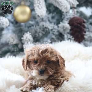 Milo, Mini Goldendoodle Puppy