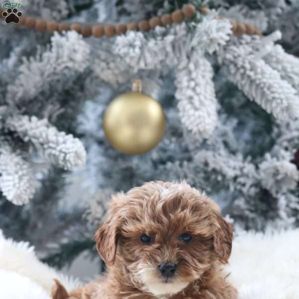 Milo, Mini Goldendoodle Puppy