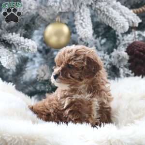 Milo, Mini Goldendoodle Puppy