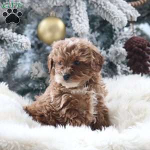 Milo, Mini Goldendoodle Puppy