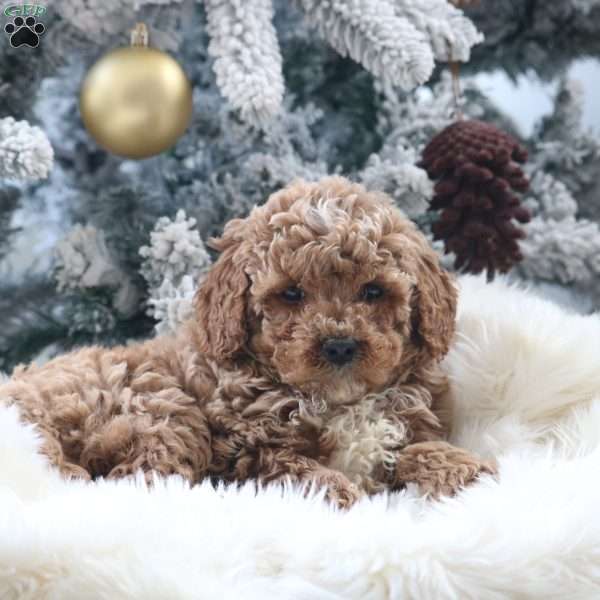 Max, Mini Goldendoodle Puppy