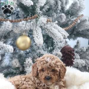 Max, Mini Goldendoodle Puppy