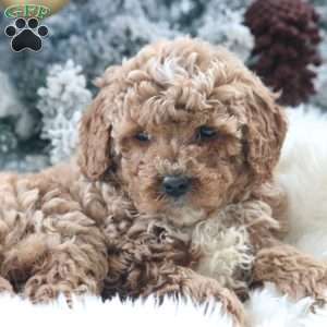 Max, Mini Goldendoodle Puppy