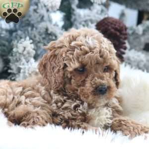 Max, Mini Goldendoodle Puppy