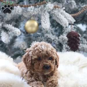 Max, Mini Goldendoodle Puppy