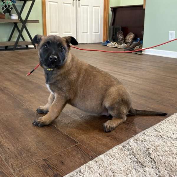 Betsy Ross, Belgian Malinois Puppy