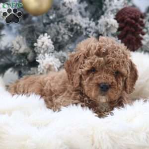 Millie, Mini Goldendoodle Puppy