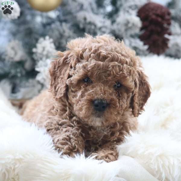 Millie, Mini Goldendoodle Puppy