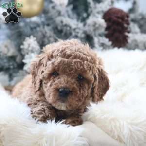 Millie, Mini Goldendoodle Puppy