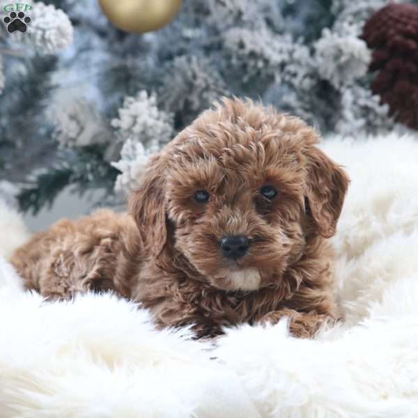 Mia, Mini Goldendoodle Puppy