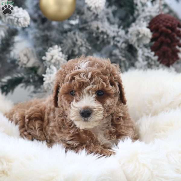 Maverick, Mini Goldendoodle Puppy