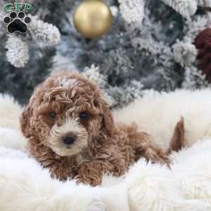 Maverick, Mini Goldendoodle Puppy