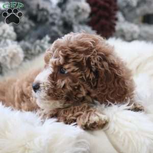 Maverick, Mini Goldendoodle Puppy