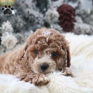 Maverick, Mini Goldendoodle Puppy