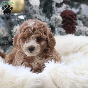 Maverick, Mini Goldendoodle Puppy