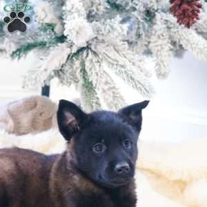 Reign, Belgian Malinois Puppy