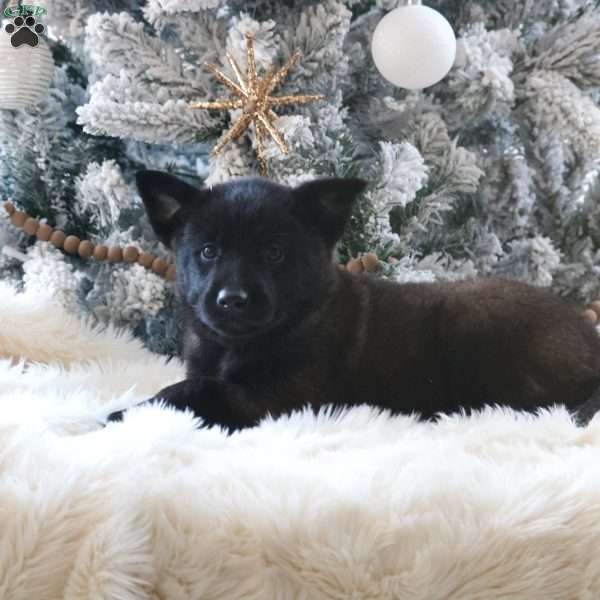 Reign, Belgian Malinois Puppy