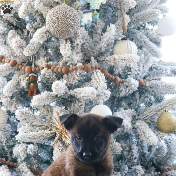 Zeva, Belgian Malinois Puppy