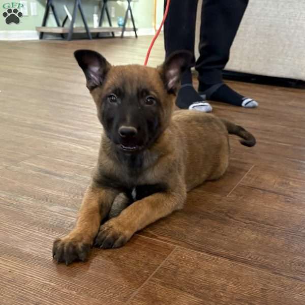 Huck Finn, Belgian Malinois Puppy